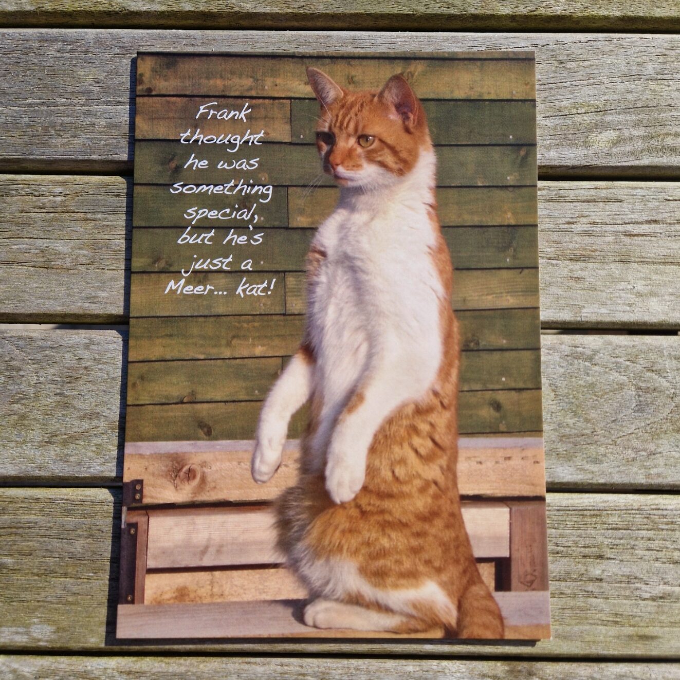 Frank the Cat Funny Card