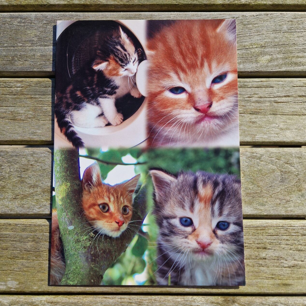 Photographic Kittens
