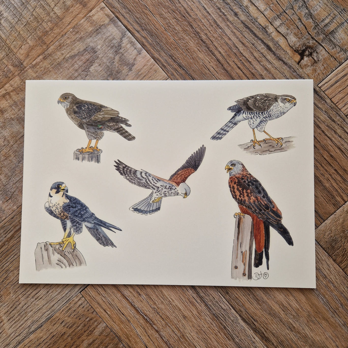 British Birds of Prey Greetings Card